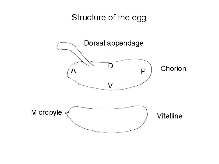 Structure of the egg Dorsal appendage A D P Chorion V Micropyle Vitelline 