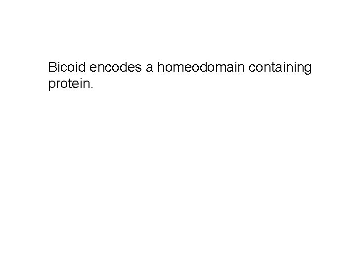 Bicoid encodes a homeodomain containing protein. 