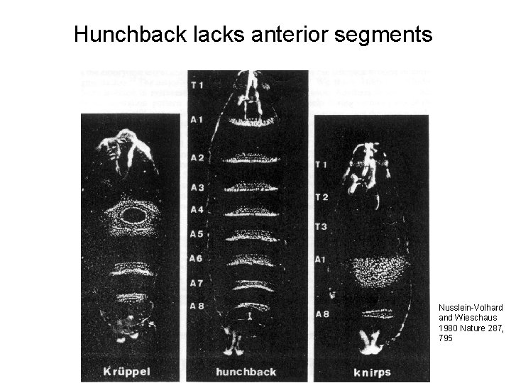 Hunchback lacks anterior segments Nusslein-Volhard and Wieschaus 1980 Nature 287, 795 