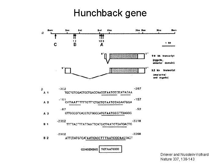 Hunchback gene Driever and Nusslein-Volhard Nature 337, 138 -143 