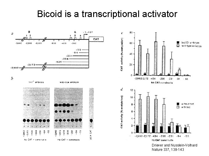 Bicoid is a transcriptional activator Driever and Nusslein-Volhard Nature 337, 138 -143 