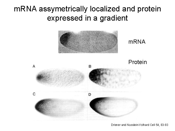 m. RNA assymetrically localized and protein expressed in a gradient m. RNA Protein Driever