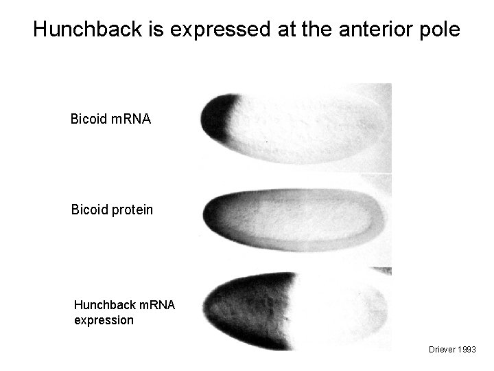 Hunchback is expressed at the anterior pole Bicoid m. RNA Bicoid protein Hunchback m.