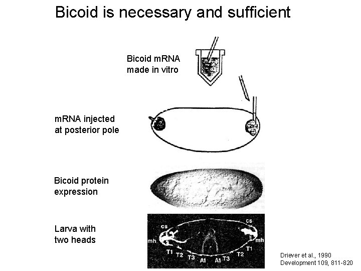 Bicoid is necessary and sufficient Bicoid m. RNA made in vitro m. RNA injected
