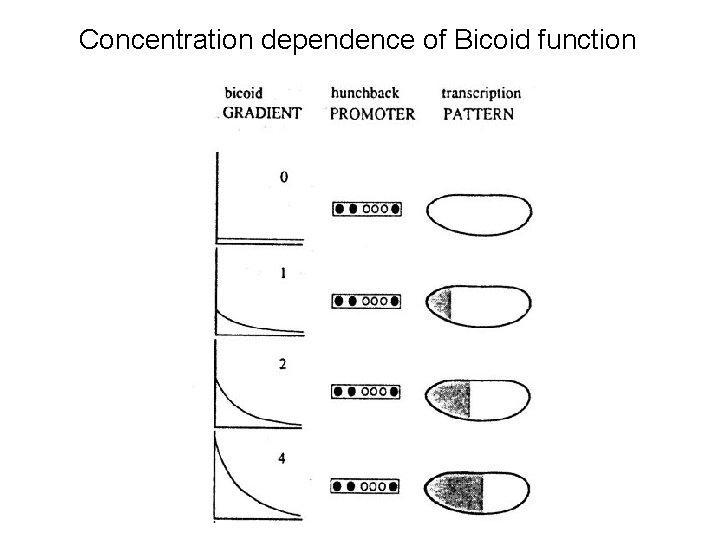 Concentration dependence of Bicoid function 