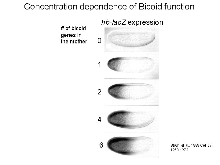 Concentration dependence of Bicoid function # of bicoid genes in the mother hb-lac. Z