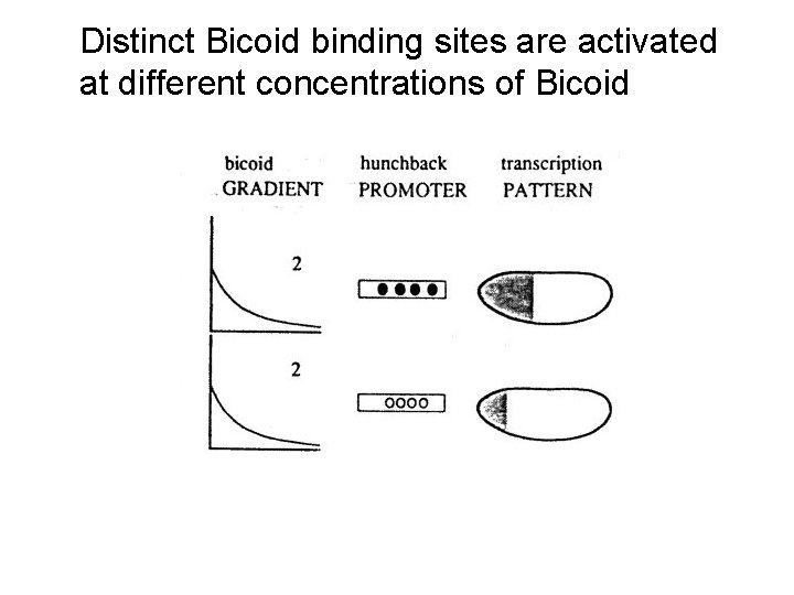 Distinct Bicoid binding sites are activated at different concentrations of Bicoid 