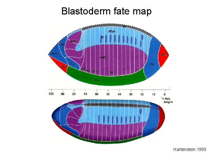 Blastoderm fate map Hartenstein 1993 