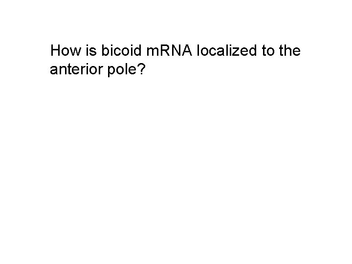 How is bicoid m. RNA localized to the anterior pole? 