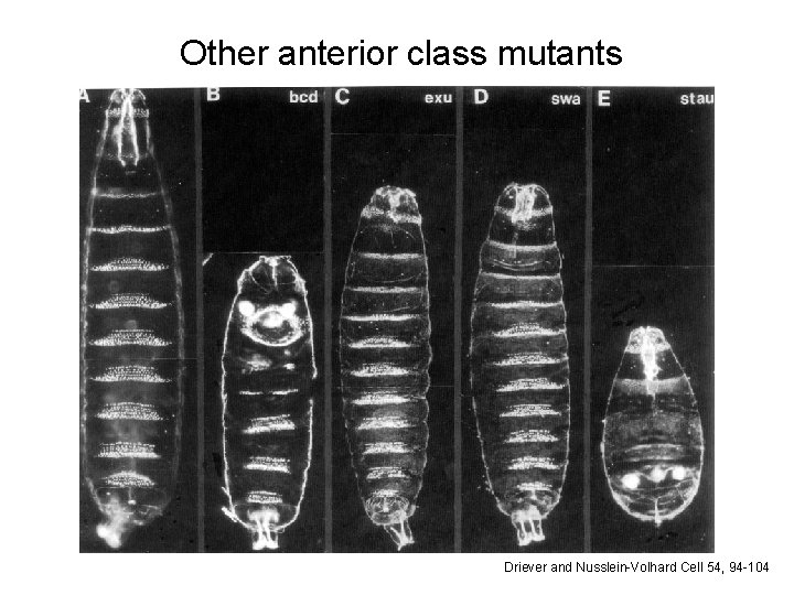 Other anterior class mutants Driever and Nusslein-Volhard Cell 54, 94 -104 