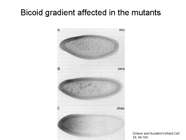 Bicoid gradient affected in the mutants Driever and Nusslein-Volhard Cell 54, 94 -104 