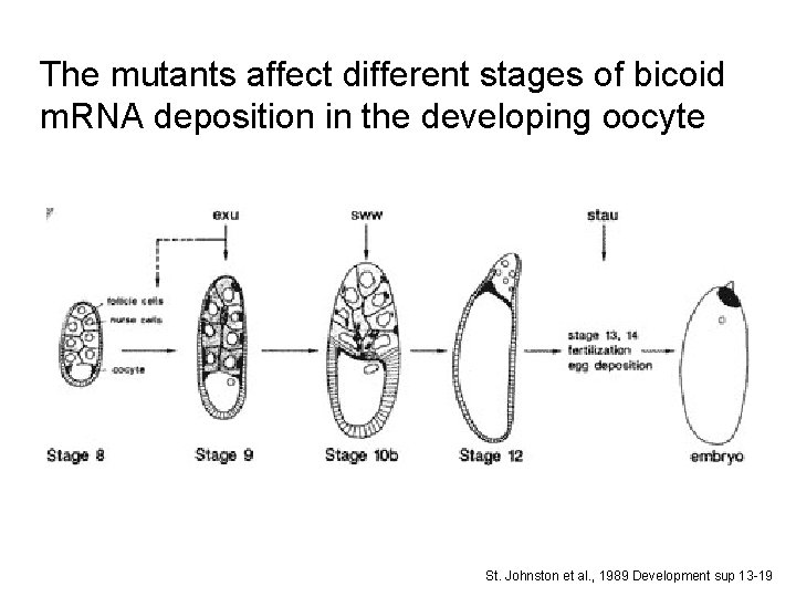 The mutants affect different stages of bicoid m. RNA deposition in the developing oocyte