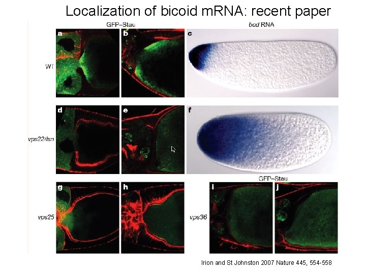 Localization of bicoid m. RNA: recent paper Irion and St Johnston 2007 Nature 445,