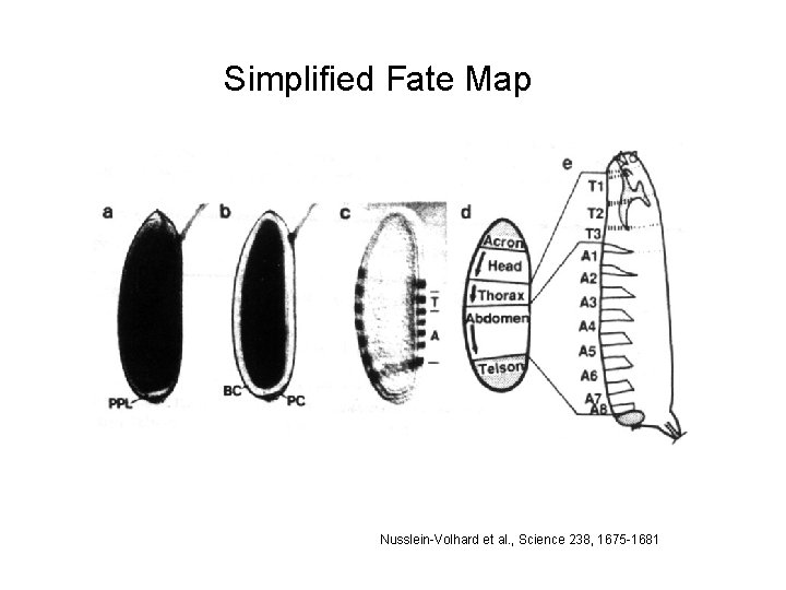 Simplified Fate Map Nusslein-Volhard et al. , Science 238, 1675 -1681 