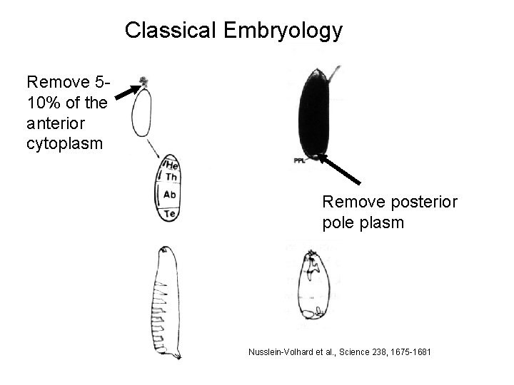 Classical Embryology Remove 510% of the anterior cytoplasm Remove posterior pole plasm Nusslein-Volhard et