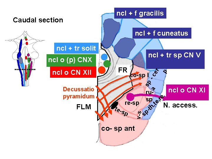 ncl + f gracilis Caudal section ncl + f cuneatus ncl + tr solit