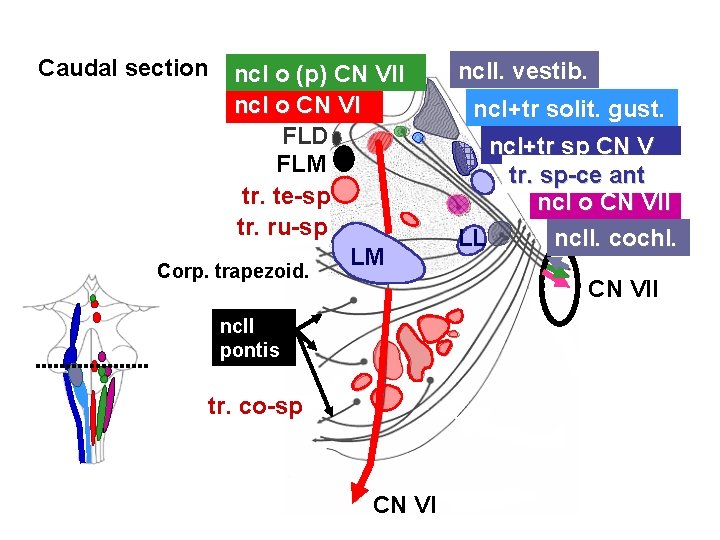 Caudal section ncl o (p) CN VII ncl o CN VI FLD FLM tr.