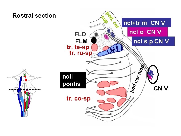 r ce d. pe p su Rostral section LM LL ncl s p CN