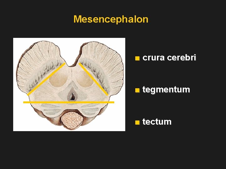 Mesencephalon ■ crura cerebri ■ tegmentum ■ tectum 