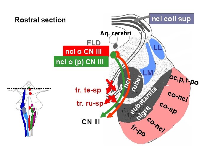 ncl coll sup Rostral section Aq. cerebri FLD ncl o CN III ncl o