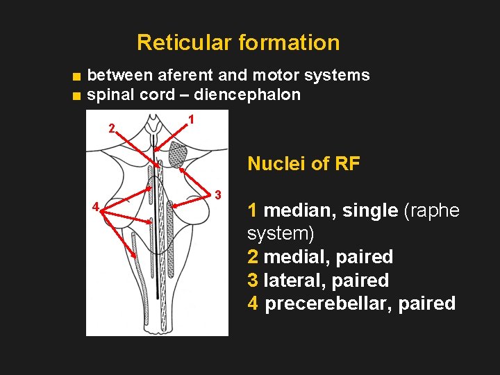 Reticular formation ■ between aferent and motor systems ■ spinal cord – diencephalon 2
