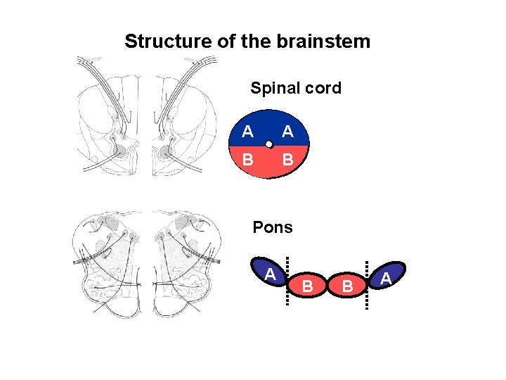 Structure of the brainstem Spinal cord A A B B Pons A B B