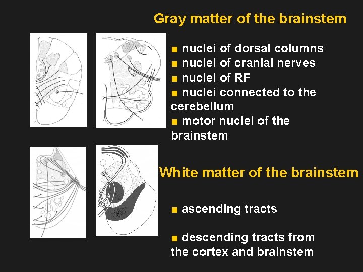 Gray matter of the brainstem ■ nuclei of dorsal columns ■ nuclei of cranial