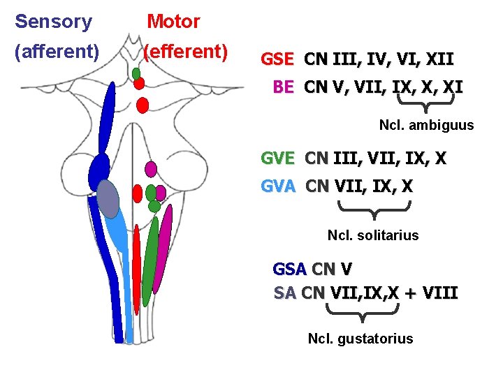 Sensory Motor (afferent) (efferent) GSE CN III, IV, VI, XII BE CN V, VII,