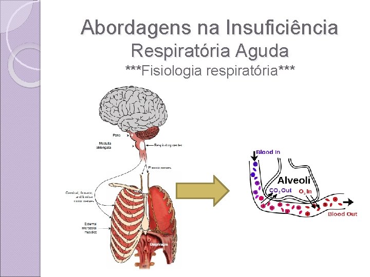Abordagens na Insuficiência Respiratória Aguda ***Fisiologia respiratória*** 