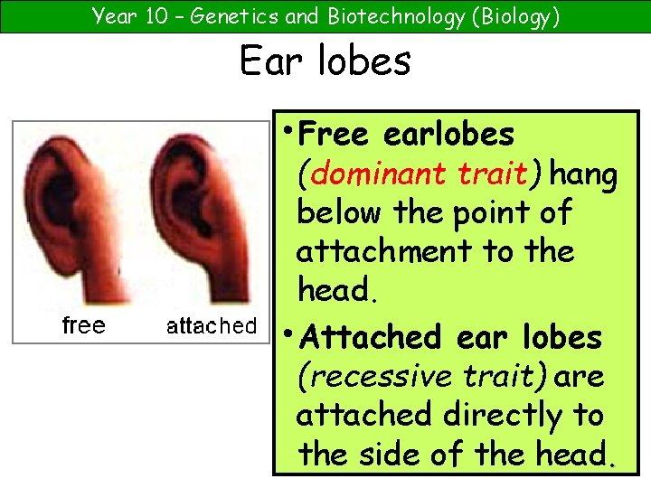 Year 10 – Genetics and Biotechnology (Biology) Ear lobes • Free earlobes (dominant trait)