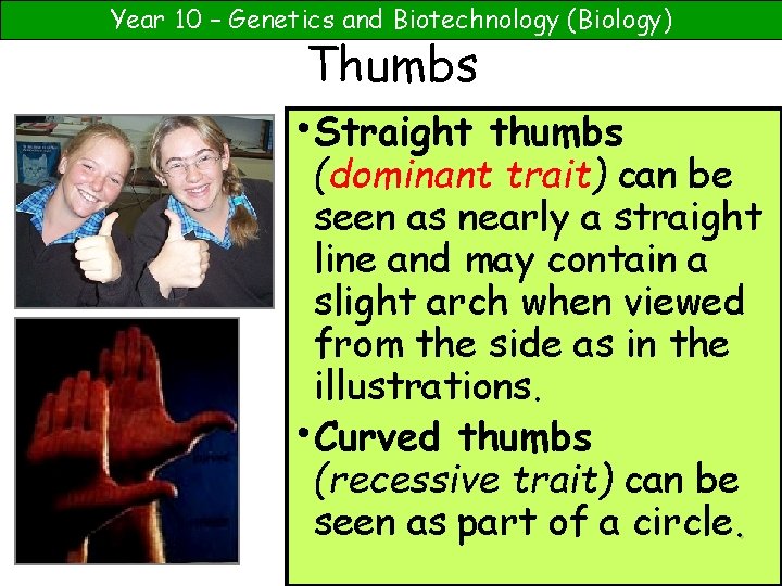 Year 10 – Genetics and Biotechnology (Biology) Thumbs • Straight thumbs (dominant trait) can