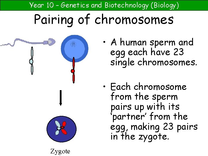 Year 10 – Genetics and Biotechnology (Biology) Pairing of chromosomes • A human sperm