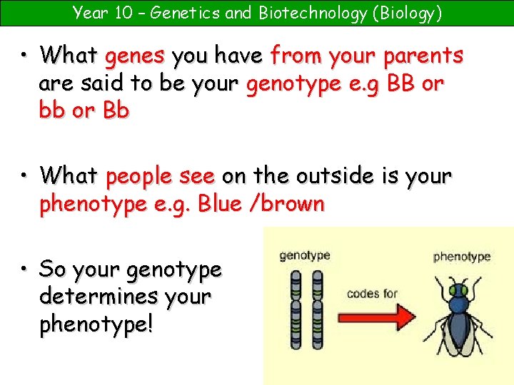Year 10 – Genetics and Biotechnology (Biology) • What genes you have from your