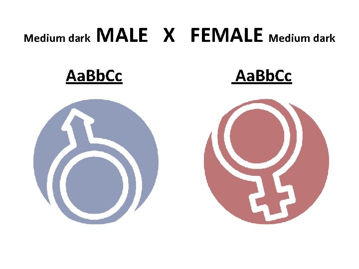 Medium dark MALE X FEMALE Medium dark Aa. Bb. Cc 