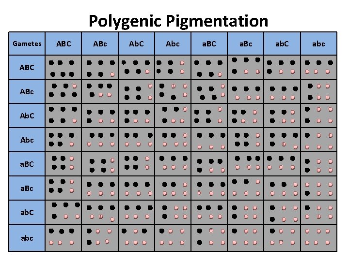 Polygenic Pigmentation Gametes ABC ABc Ab. C Abc a. BC a. Bc ab. C