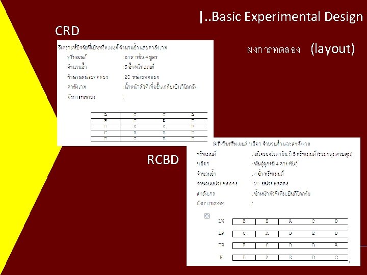 |. . Basic Experimental Design CRD ผงการทดลอง (layout) RCBD Department of Animal Science Khon
