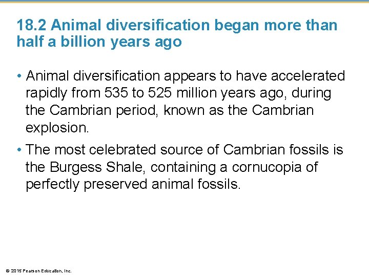 18. 2 Animal diversification began more than half a billion years ago • Animal