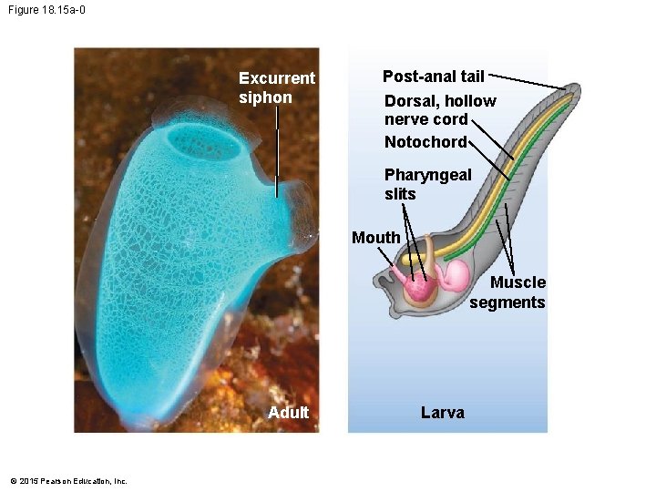 Figure 18. 15 a-0 Excurrent siphon Post-anal tail Dorsal, hollow nerve cord Notochord Pharyngeal