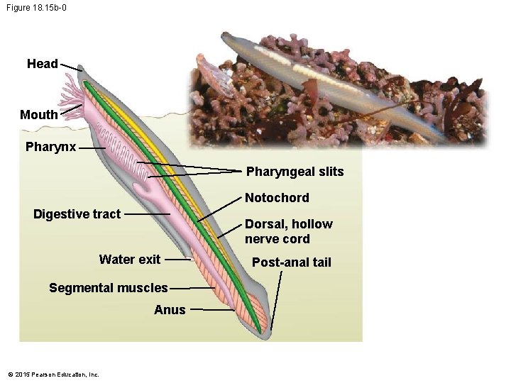 Figure 18. 15 b-0 Head Mouth Pharynx Pharyngeal slits Notochord Digestive tract Dorsal, hollow