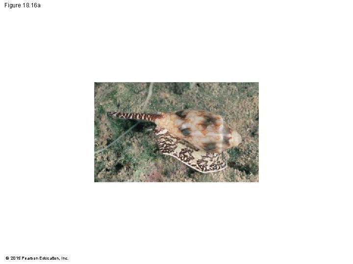 Figure 18. 16 a © 2015 Pearson Education, Inc. 