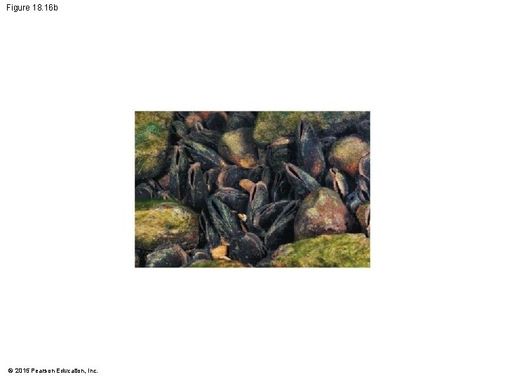 Figure 18. 16 b © 2015 Pearson Education, Inc. 