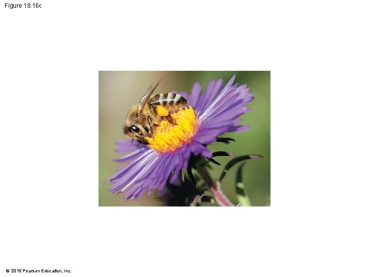 Figure 18. 16 c © 2015 Pearson Education, Inc. 