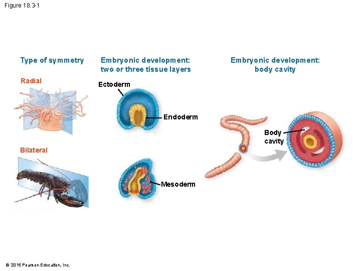 Figure 18. 3 -1 Type of symmetry Radial Embryonic development: two or three tissue