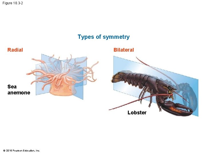 Figure 18. 3 -2 Types of symmetry Radial Bilateral Sea anemone Lobster © 2015