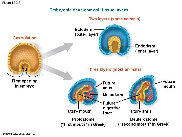 Figure 18. 3 -3 Embryonic development: tissue layers Two layers (some animals) Gastrulation Ectoderm