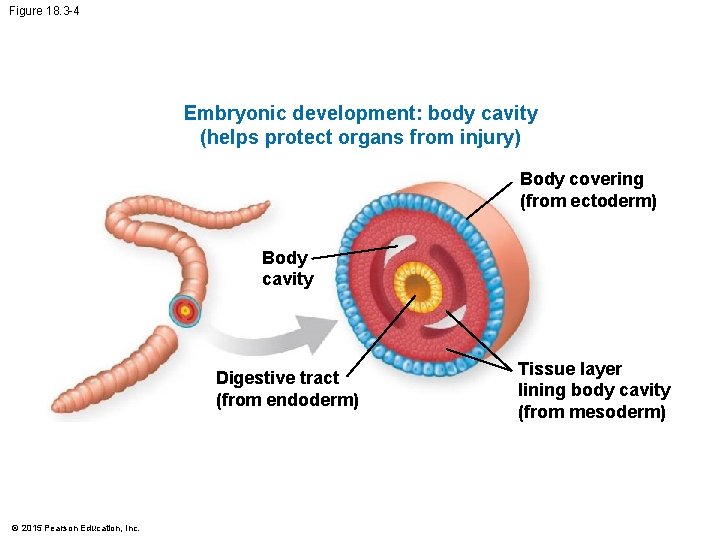 Figure 18. 3 -4 Embryonic development: body cavity (helps protect organs from injury) Body