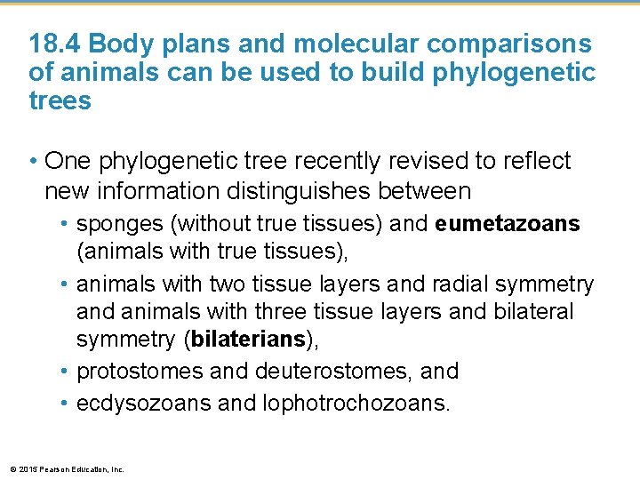 18. 4 Body plans and molecular comparisons of animals can be used to build