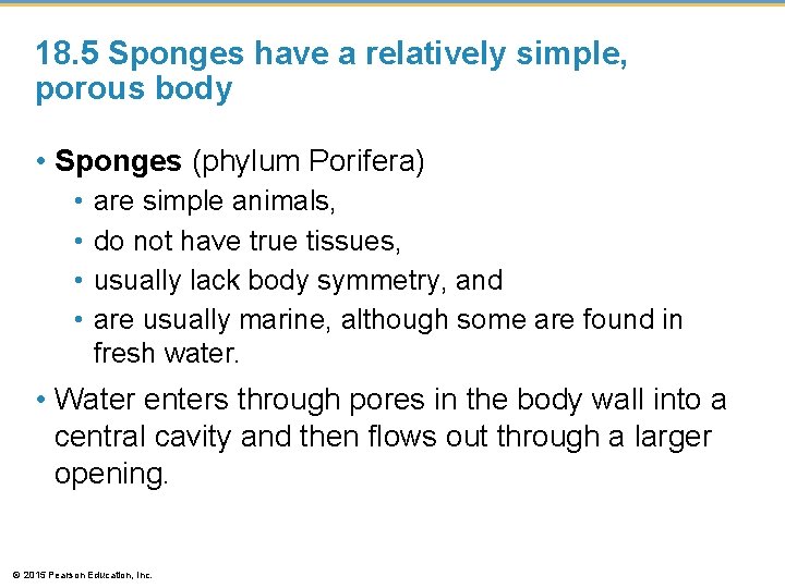 18. 5 Sponges have a relatively simple, porous body • Sponges (phylum Porifera) •