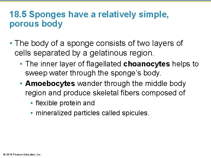 18. 5 Sponges have a relatively simple, porous body • The body of a