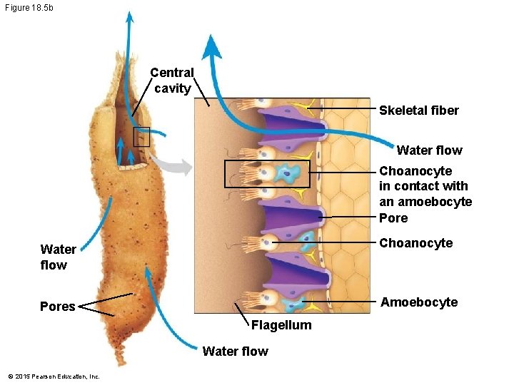 Figure 18. 5 b Central cavity Skeletal fiber Water flow Choanocyte in contact with